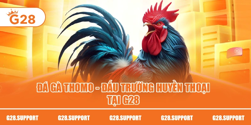 ĐÁ GÀ THOMO – ĐẤU TRƯỜNG HUYỀN THOẠI TẠI G28